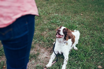 白色和棕色短毛中型犬，白天在绿色草地上活动